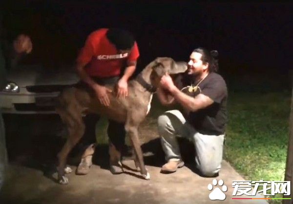 走失800天狗狗和主人重逢 激動狂舔還嗚嗚撒嬌