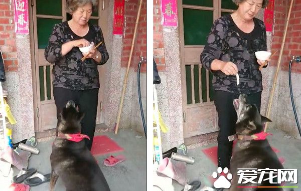 阿嬤抵不住金孫塞乃親手喂肉 寵孫程度百分百