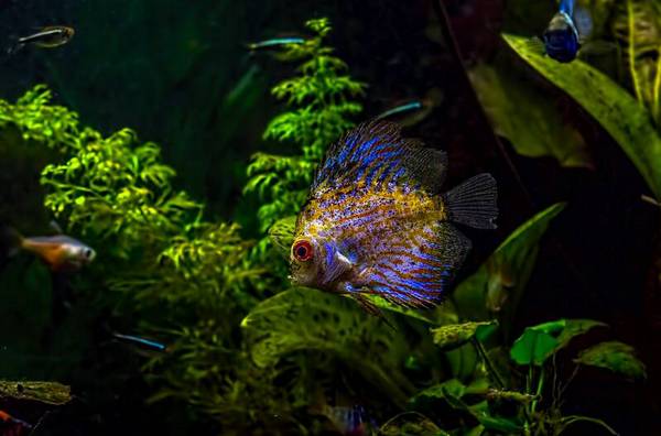 七彩燕魚怎么養