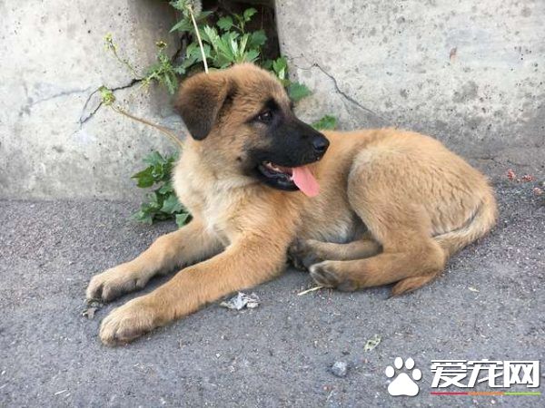 浪浪磁場的俄國男子 上班連撿命中注定的貓狗
