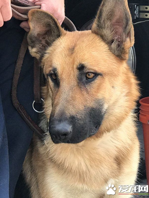 大火幸存的狼犬 被消防員收編后成為消防隊一員
