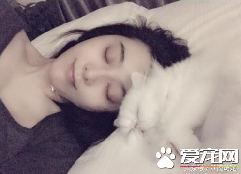 寵物貓：范冰冰的寵物貓，玩寵玩出了新花樣
