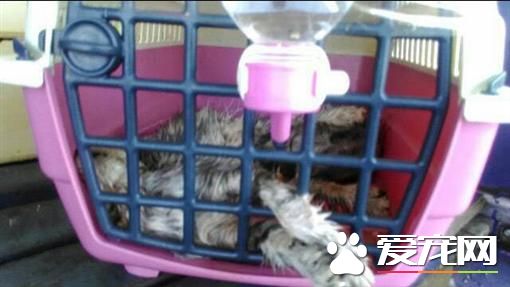 機場地勤爆疏失 上千只寵物關密閉貨柜遭活活悶死