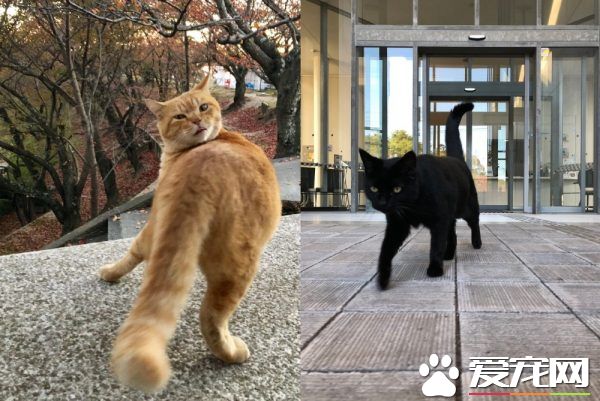 喵星人想進美術館 和保全的攻防互動在網絡上爆紅