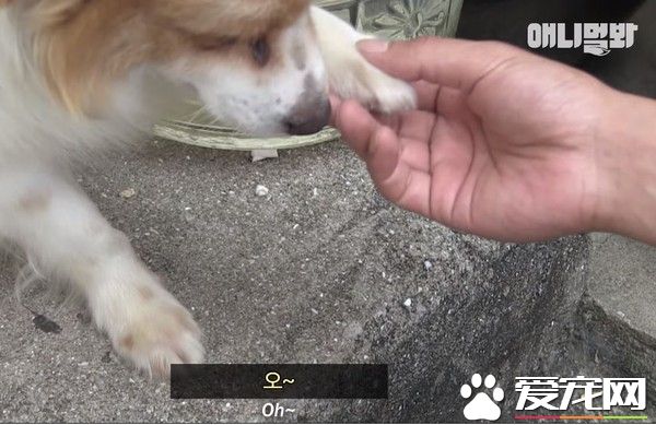 可憐汪汪始終不放棄  因病被棄卻依舊等主人接它回家