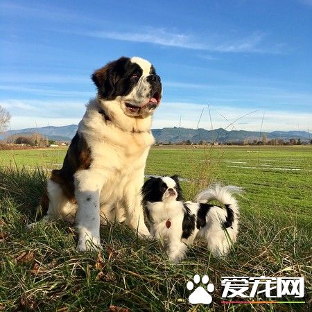 根本寵物界白馬王子！圣伯納甘愿當蝴蝶犬的馱獸