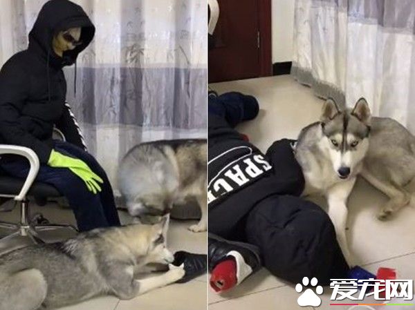 假人家管來監督不許拆家 汪星人竟然乖坐不敢動