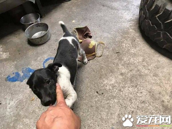 超級尷尬！汪小孩從外頭叼回家的禮物居然是