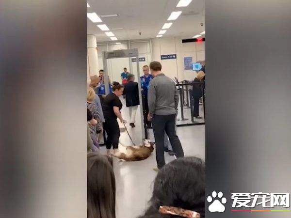 月月心情不美麗倒安檢門前 害后方旅客塞大長龍