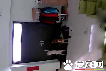 翹家慣犯柴兄弟 和外面汪密謀計畫一起逃家