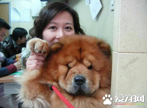 圓夢養鬆獅犬13年 向民眾建議養米克斯是最好的