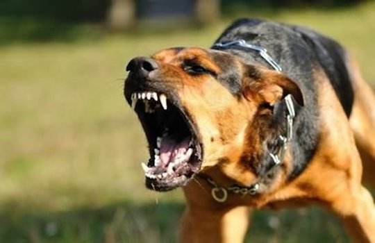 狂犬病到底是什么？ 狂犬病的9大事實真相