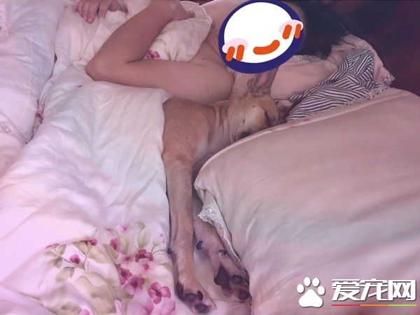 嚴重戀父情結米克斯 是地表最強小三