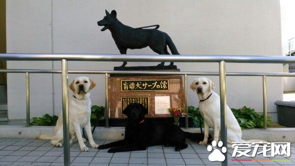 三腳導盲犬為救主人失去一條腿 卻依舊渴望工作