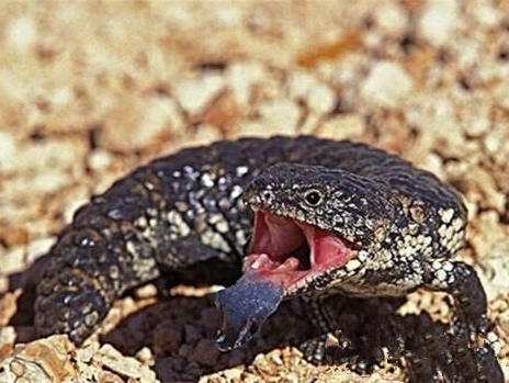 悉尼一家動物園多只爬行動物被盜 其中包括8條地毯蟒