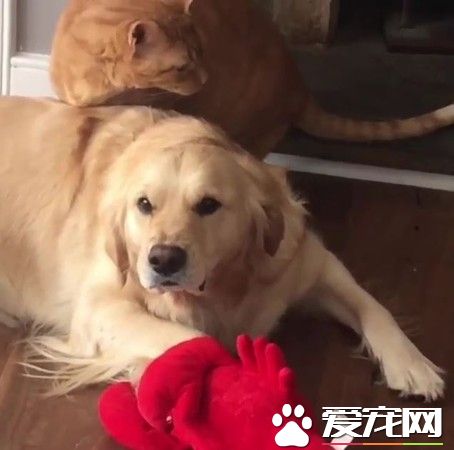 阿金被喵皇理毛又聽馬麻話不能打架 模樣逗趣又可愛！