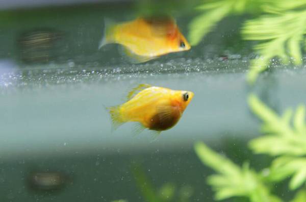 球瑪麗魚生小魚前兆