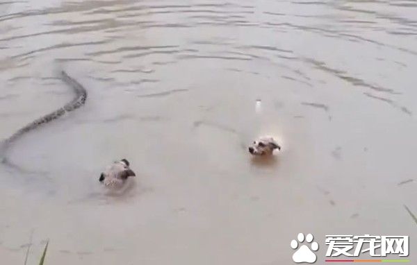 父母的愛真的好偉大! 狗爸媽勇敢與超肥巨蟒激斗