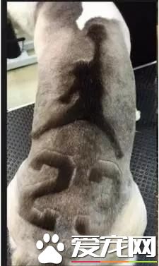 臺灣的這家寵物美容院上了國外新聞，只因有這么個任性的老板