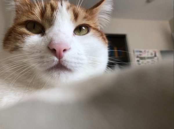 喵星人的邏輯你猜不透！ 喵皇看病超害怕變身斷頭烤雞