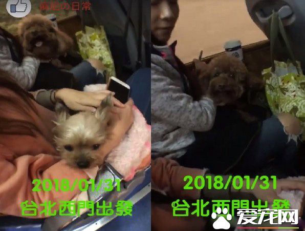 汪星人旅行團 下車都是狗驚訝到路人