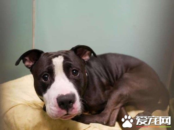 它的眼神太悲傷了！忠犬因主人懷孕慘遭遺棄