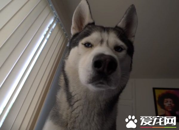 超萌哈士奇 每天早上各種眼神攻擊叫起床