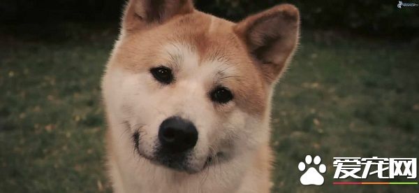 忠犬八公里面的狗是什么狗 是一只日本秋田犬