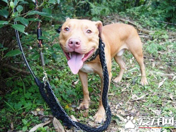 基隆比特犬安置收容所 動保員接觸發現非常親人