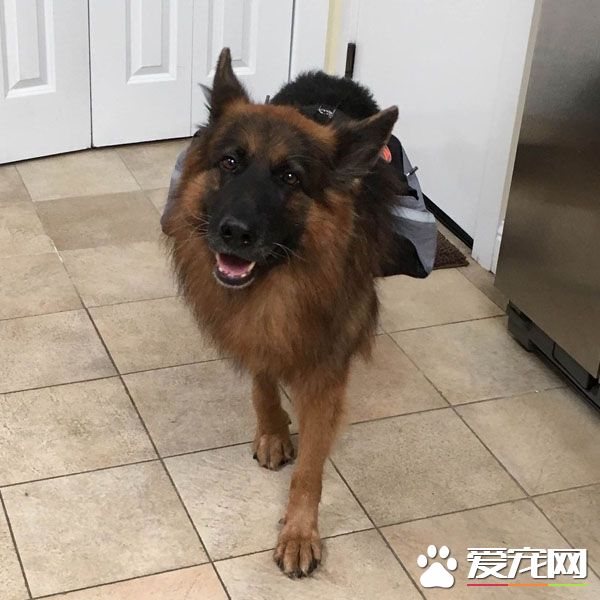 男子聲稱不想養寵物 現在竟然一口一口喂愛犬吃飯