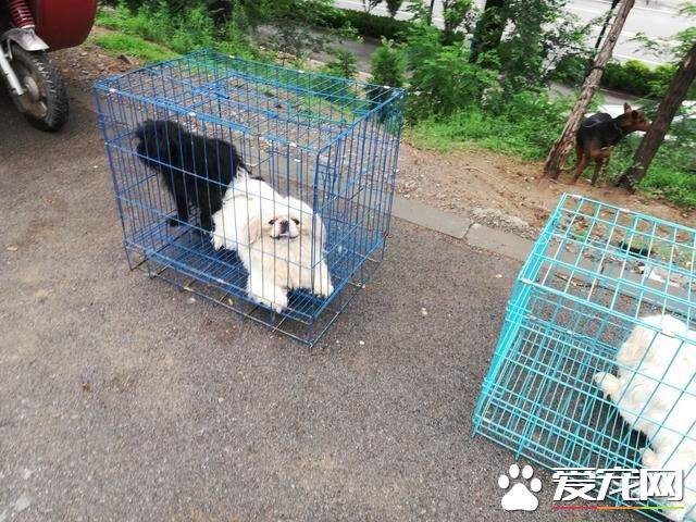 德州寵物大集場走一圈，誰能告訴最后圖片中狗是什么品種？