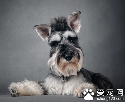 寵物犬在手術中意外死亡 主人開啟了長達一年多的訴訟