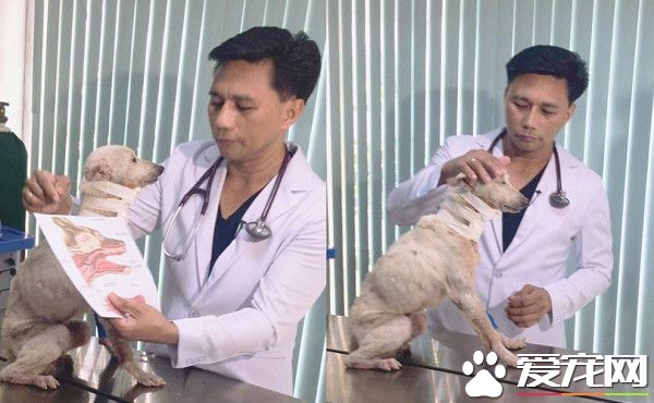 流浪破喉狗大口吃面條 下秒從喉嚨流出永遠吃不飽