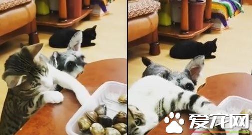 小賊貓桌旁偷撈蛤蜊 自以為別人看不見沾沾自喜