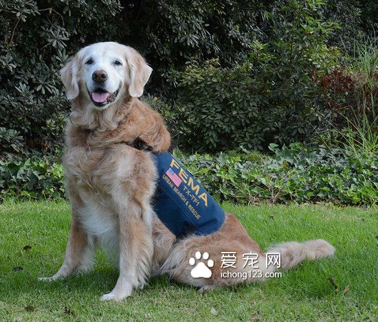 最后一只911搜救犬在紐約度過了16歲生日