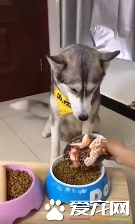 主人拿掉幻像雞腿 汪汪瞬間從天堂掉到地獄