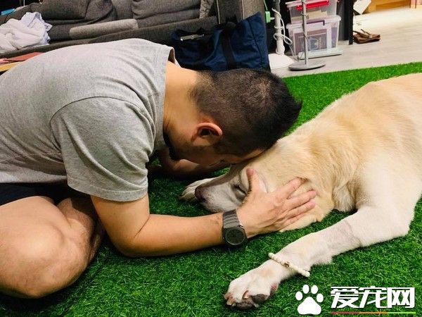 14歲愛犬患癌痛苦不已 主人將30公斤狗狗抱回家
