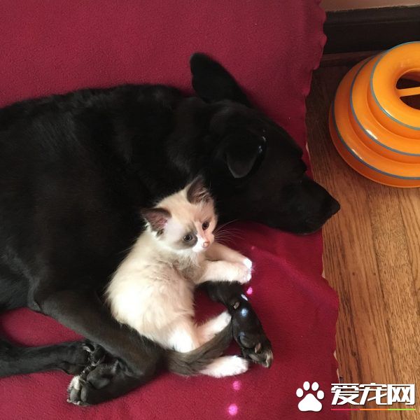 狗媽媽因為貓朋友 開啟了愛貓生涯