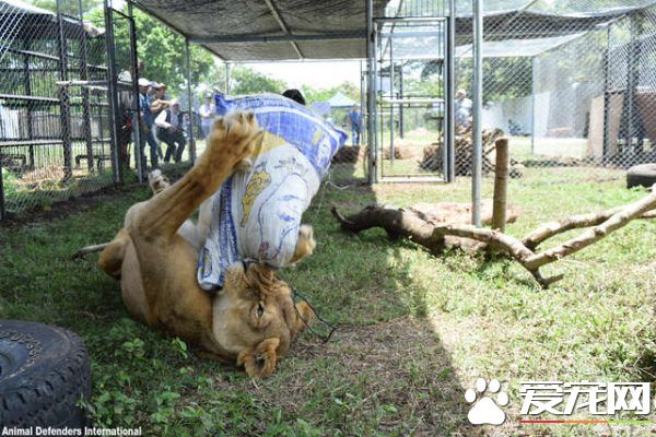 馬戲團獅子被不人道對待 獲救后開心漸露自然天性