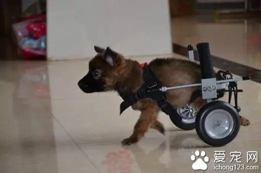 殘疾小狗得到路人救助安輪椅 呼吁善待動物
