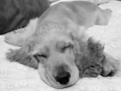 被狗販子欺騙 活蹦亂跳的可卡犬買來第二天就病倒了