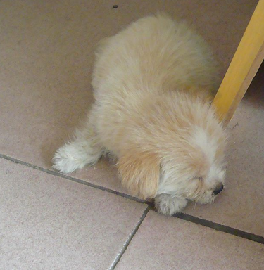 發生犬只傷人的糾紛案件 經調解達不成協議的可訴訟到人民法院