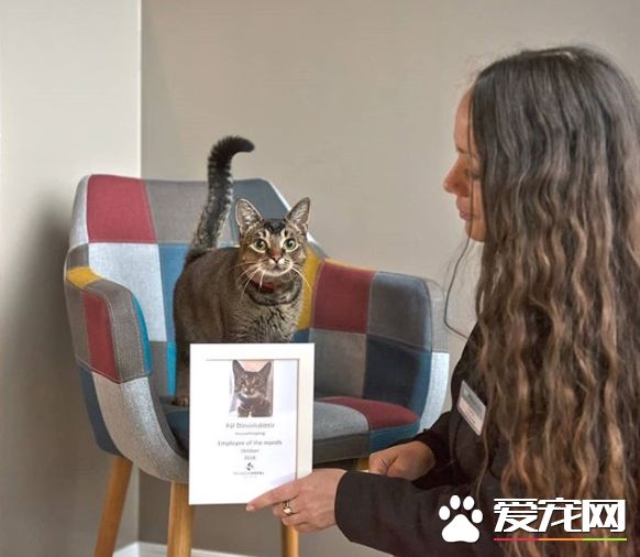 超可愛貓咪捕鼠員 被飯店正式聘用還有專屬員工證