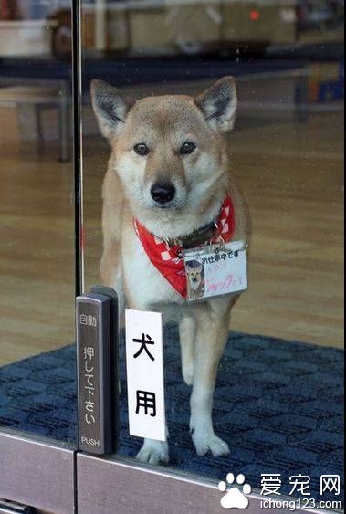 這條看門狗會幫你開門 因為它有狗狗專用自動門