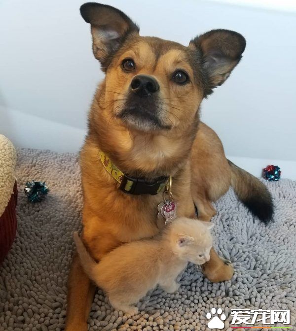暖心治療犬搭救落難喵 貼心照顧當代理把拔