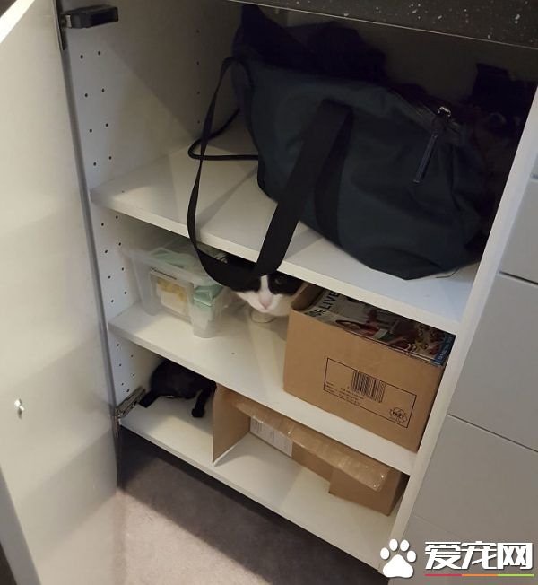 看！一位工作在貓咪收容所的女生對貓咪的爆料