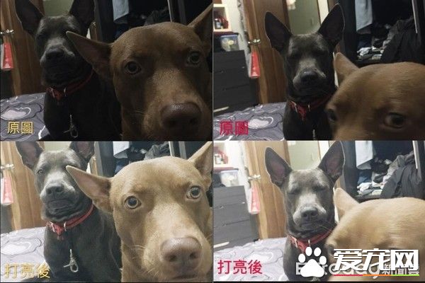 有趣的<a href=/zhonglei/gou/ target=_blank class=infotextkey>狗</a>狗吃食照片被po出  來了解照片背后的故事