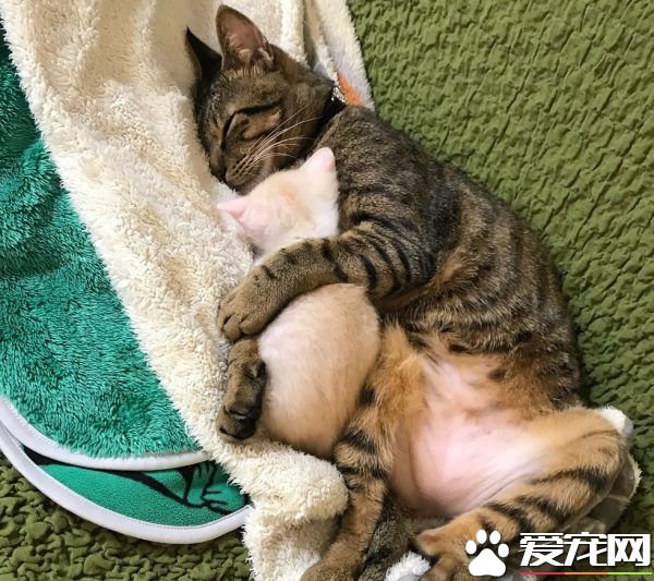 孤兒貓超愛它的布偶貓媽媽 給了它們安全感和溫暖