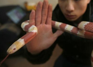 武漢一男孩酷愛養蛇 其中竟然有眼鏡蛇