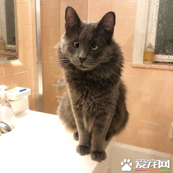 長相逗趣藍貓被收養后 變身超愛主人的跟屁蟲